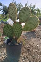 Grosse Opuntia Scheeri