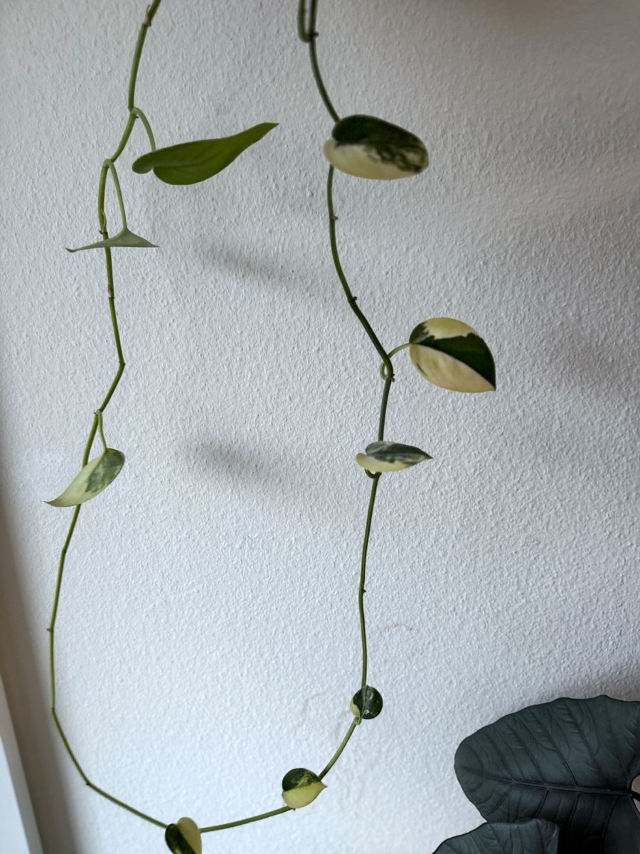 Piante & sementi: Scindapsus Pictus Jade Satin Variegated – Nuovo (secondo la descrizione) da Bern venduto da Lucas_Ma 1