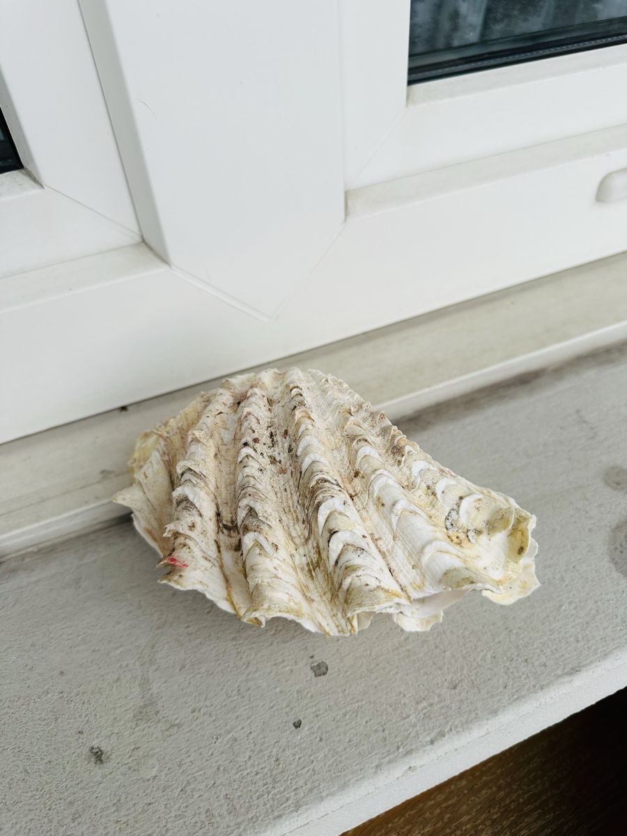 Alle Dekorationen: Muscheln – Gebraucht aus Zürich von Layla114 1