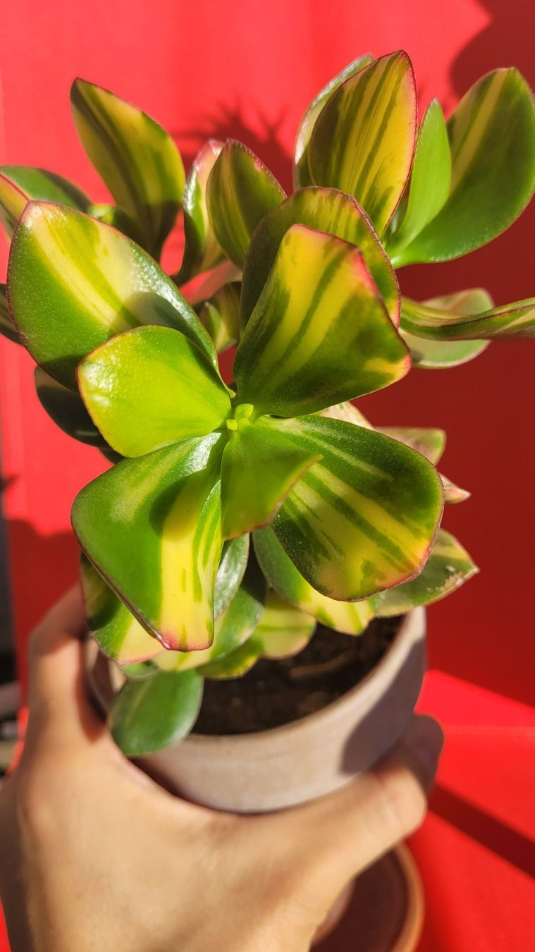 Pflanzen & Samen: 'SOLANA' Crassula ovata Steckling – Neu (gemäss Beschreibung) aus Zürich von The_Plant_Wizard 1