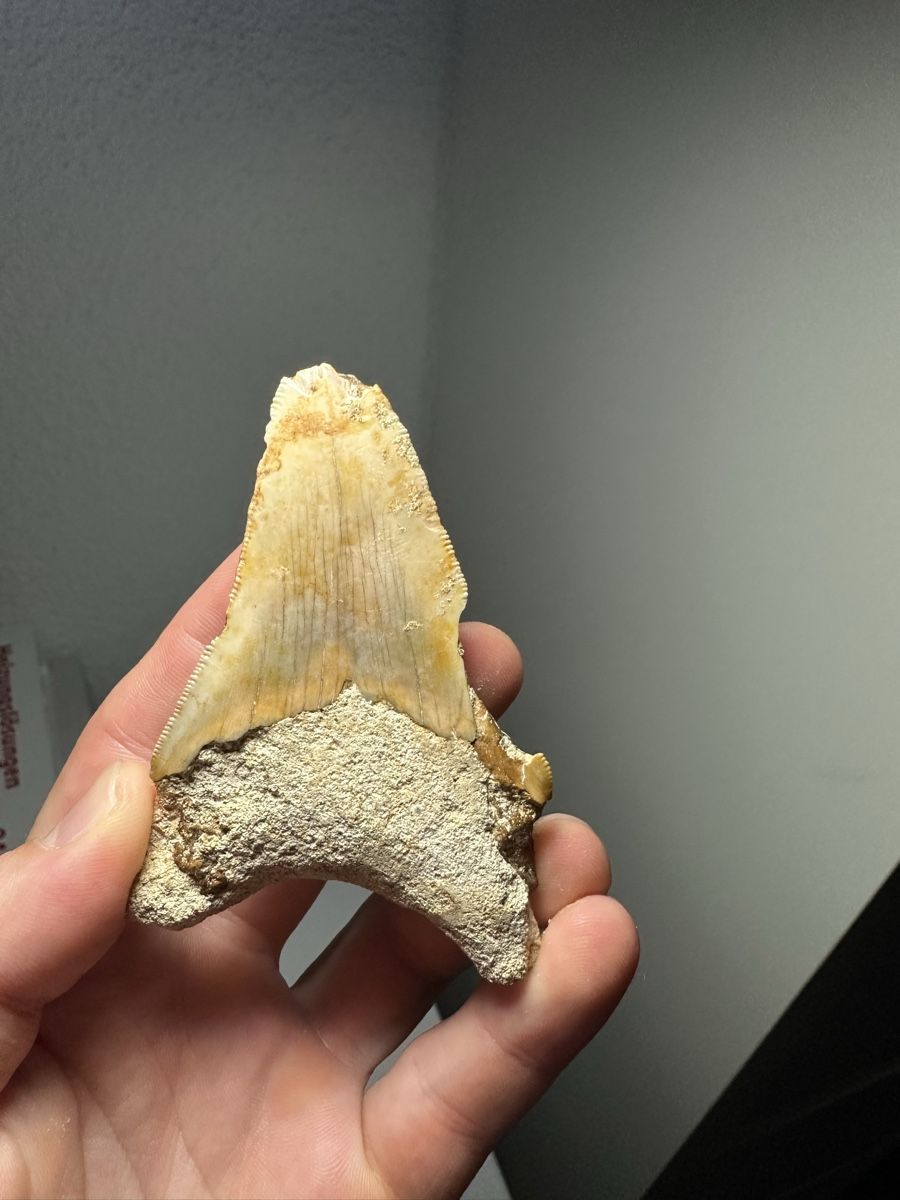Fossilien: Fossiler Megalodon-Zahn – Gebraucht aus Lutzenberg von CS65 4