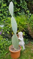 Kaktus gross, Opuntia ficus indica, Feigenkaktus, Kakteen