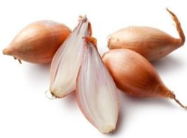 Ab 5.- fr 20 Schalotten Samen = Allium ASCALONICUM.