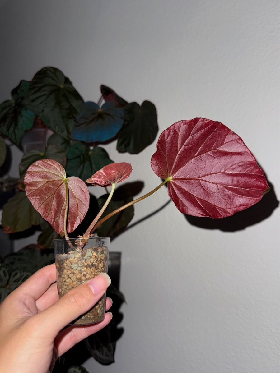Piante & sementi: Begonia Pavonina #2 – Nuovo (secondo la descrizione) da Bern venduto da plantlover_bern 3
