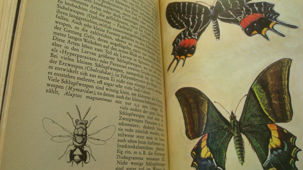 Knaurs Insekten Buch Droemer Knaur 1968 W. Forster | Kaufen Auf Ricardo