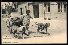 AK Bern, Milchfuhrmann mit seinem Hundegespann, Un laitier b