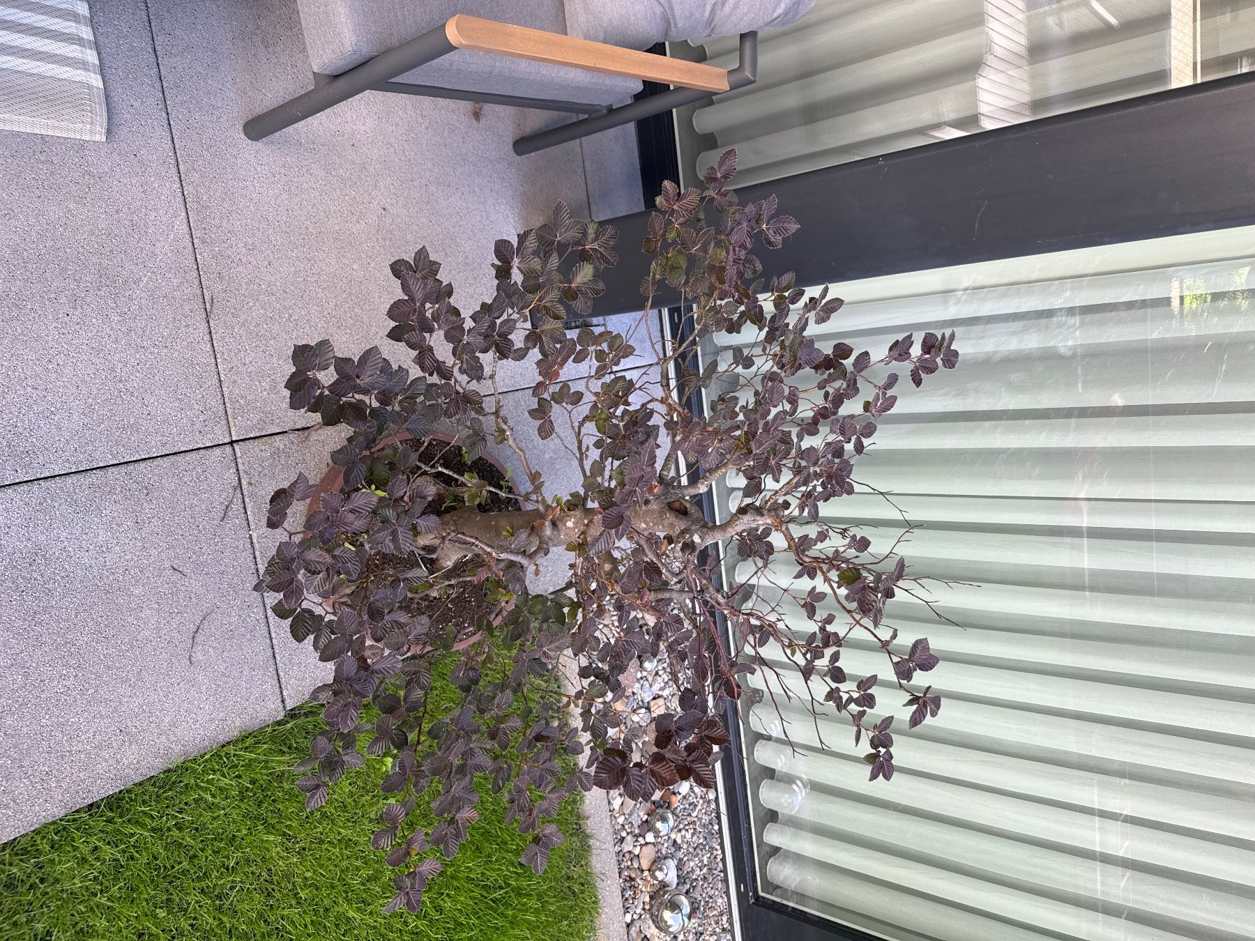 Piante & sementi: Blutbuche Bonsai, Top Zustand, Garten – Usato da Hinwil venduto da BMW_M-Packet 2