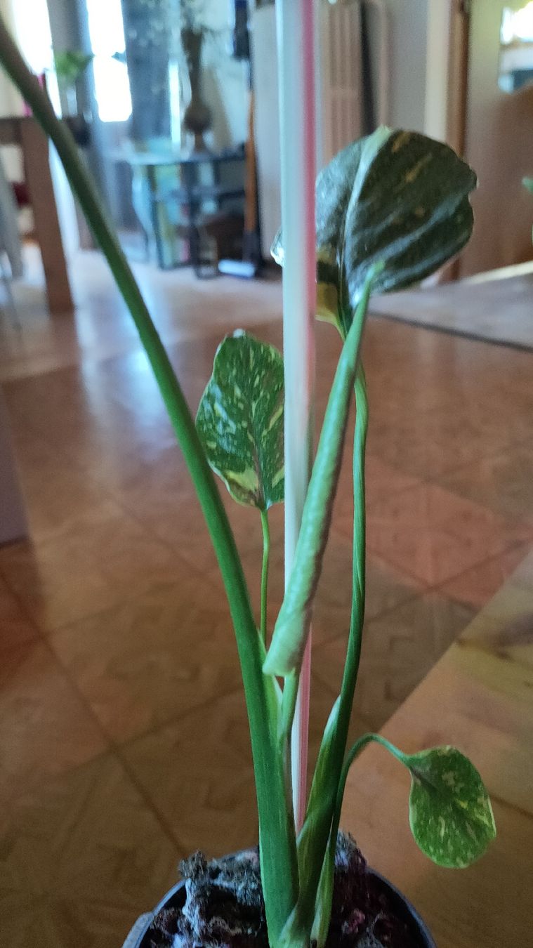 Piante & sementi: monstera electrolight  – Nuovo (secondo la descrizione) da St-Aubin-Sauges venduto da may_2yrv 3