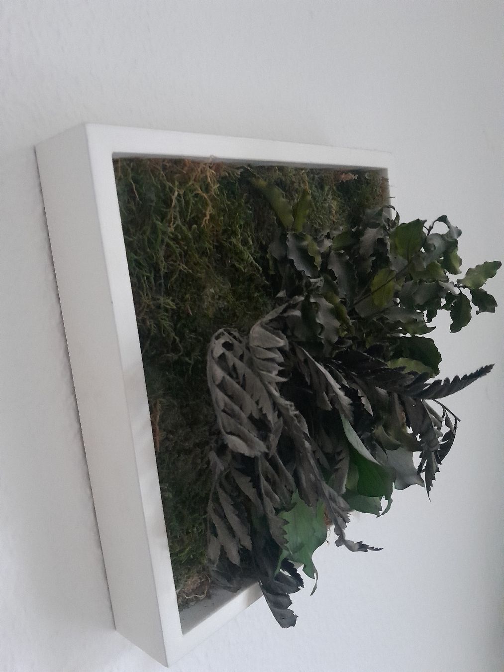 Poster & Bilder: Echtmoosbild im Rahmen von StyleGreen – Gebraucht aus Olten von so.bi 2