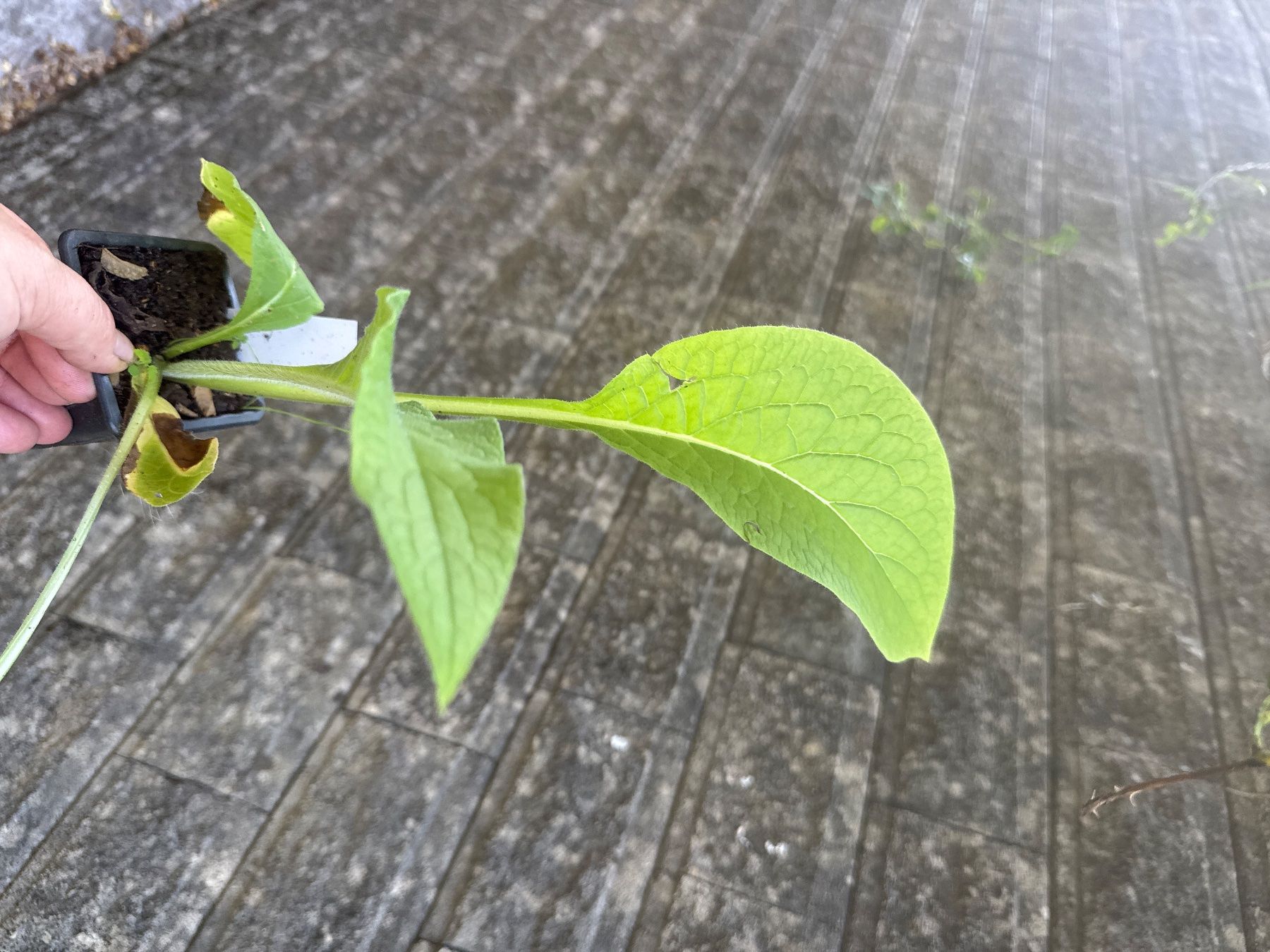 Piante & sementi: Consoude officinale petit pot – Usato da Lajoux JU venduto da Briard0 1