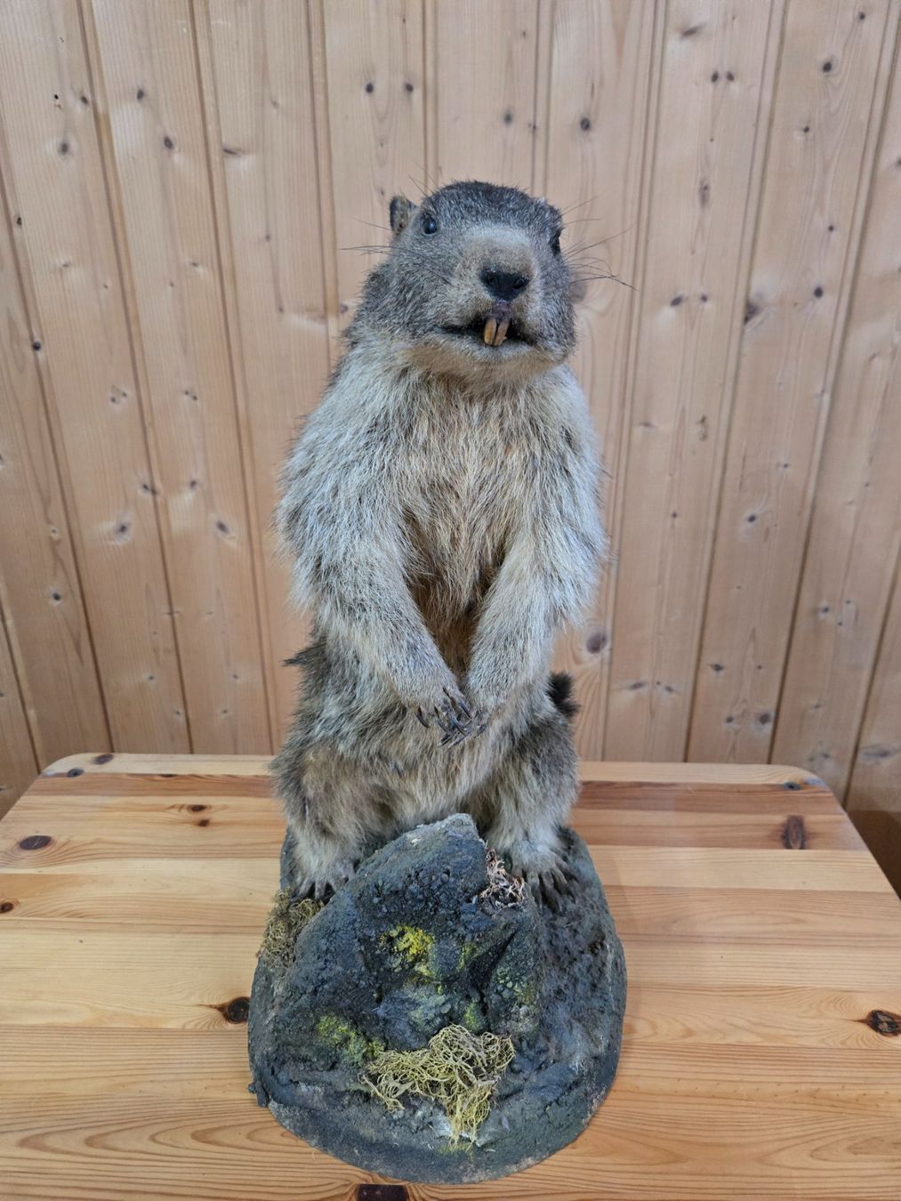 Welt der Tiere: Murmeli – Gebraucht aus Kriechenwil von rehal83