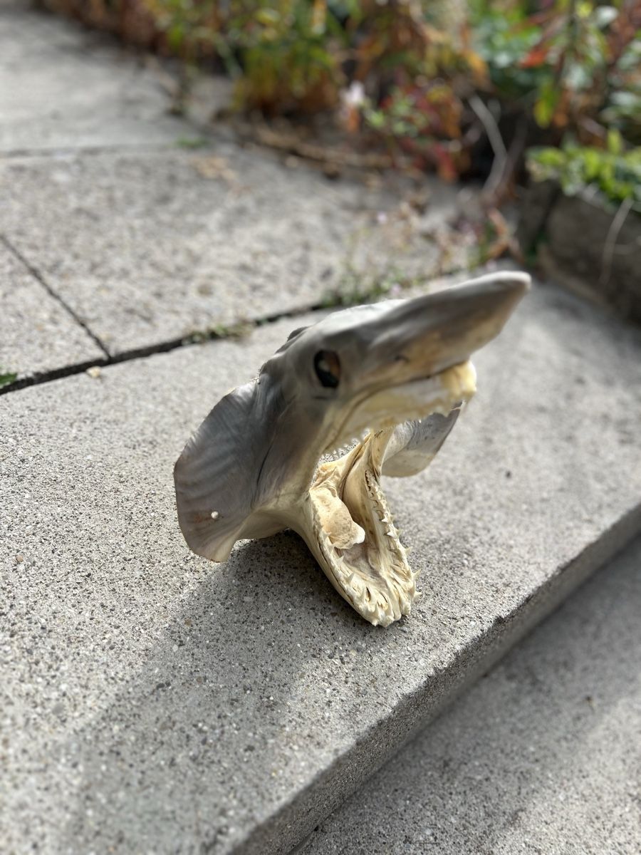 Il mondo degli animali: Shark taxidermy  – Usato da La Sagne NE venduto da Matlasape 2