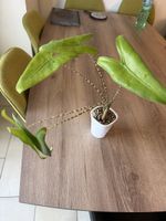 Alocasia Zebrina
