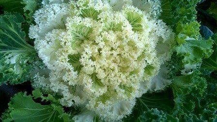 Pflanzen & Samen: 15 Samen Ornamentalkohl White Kamome – Neu (gemäss Beschreibung) aus Ehrendingen von VerveinaSamen 3