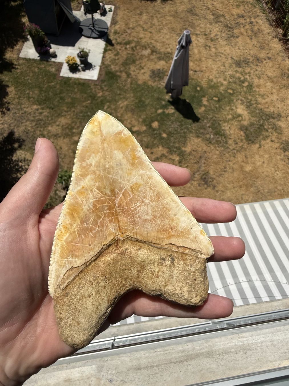 Fossilien: Monster Megalodon Zahn Indonesien – Gebraucht aus schüpfen von rica122 1