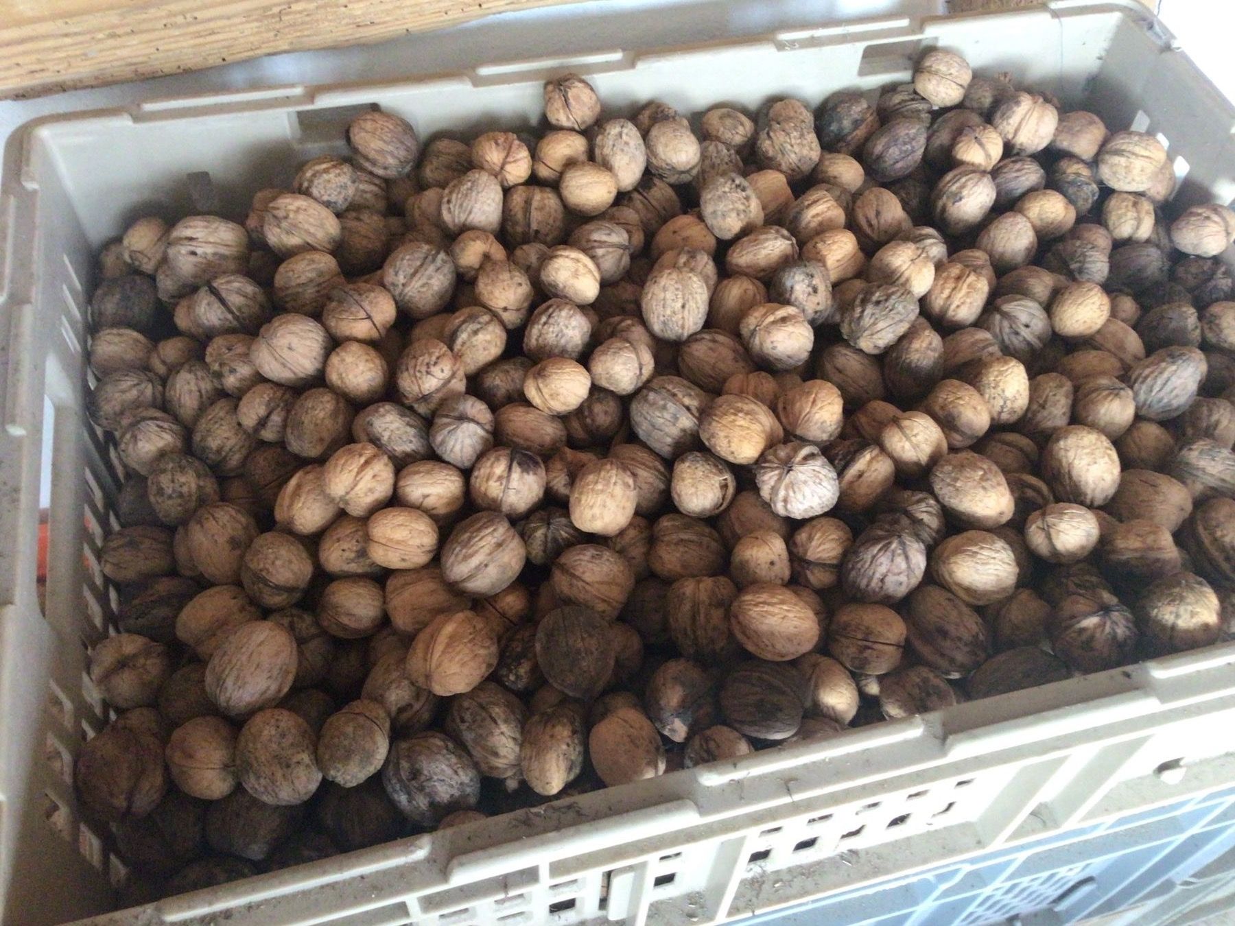 Lebensmittel & Spezialitäten: Baumnüsse 5 kg – Gebraucht aus Schleinikon von Laegern99 1