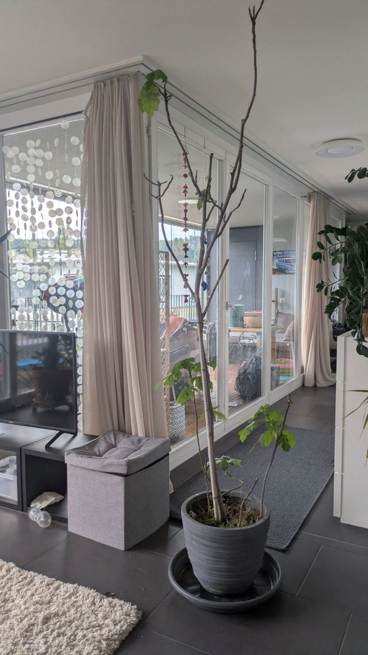 Pflanzen & Samen: Grosser Feigenbaum inklusive grossem Pflanztopf – Gebraucht aus Bremgarten b. Bern von oll_8gnq