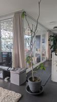 Grosser Feigenbaum inklusive grossem Pflanztopf