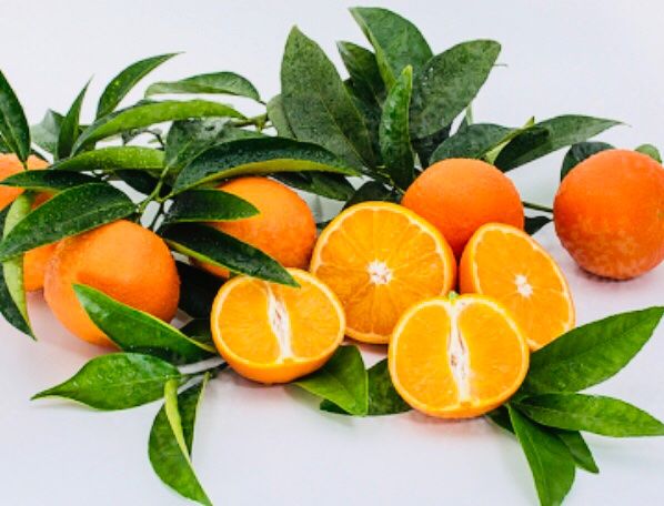 Piante & sementi: Ab 5.- fr 5 Samen Clementino CITRUS RETICULATA – Nuovo e nell'imballaggio originale da Rovio venduto da POSITIFFARTandPLANTS 4
