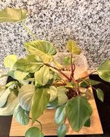 Pflanzenpaket (Alocasia, Philodendron, Scindapsus)