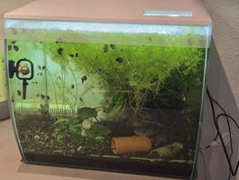 Aquarium mit vielen Garnelen,Pflanzen,Schnecken und 2 Welsen