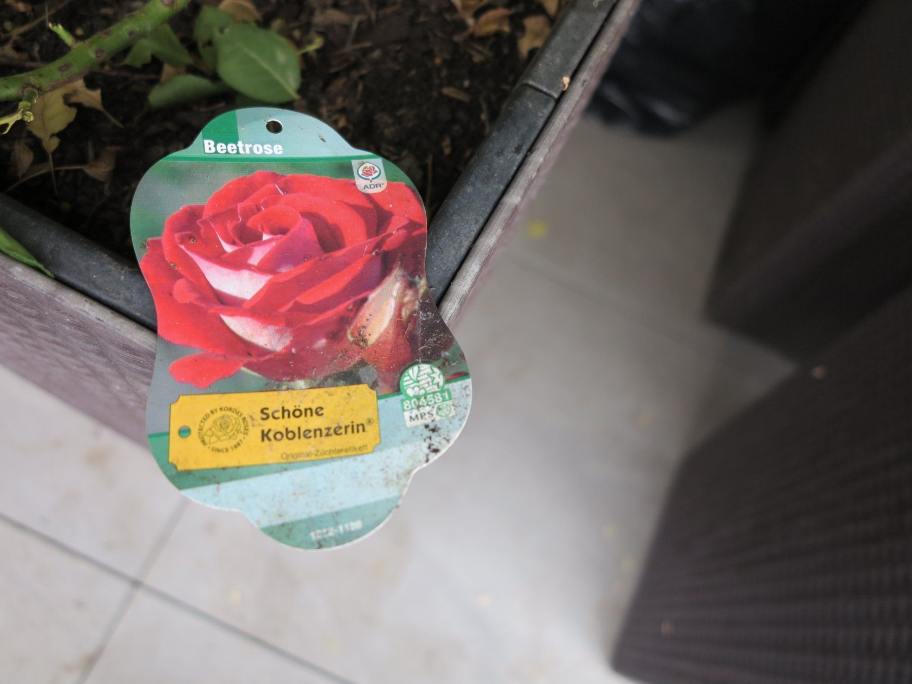 Lechuza Vasi per fiori: Lechuza Cubico Cottage Set mit Rose – Usato da Büttikon AG venduto da Kaebri 1
