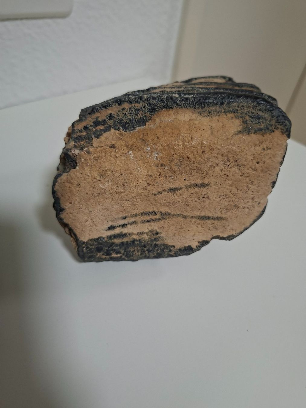 Fossili: Mammutzahn – Usato da Aesch BL venduto da Pendrive 2