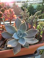 Graptopetalum paraguayense Steckling