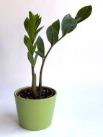 Zamioculcas zamiifolia (Zamioculcas)*****