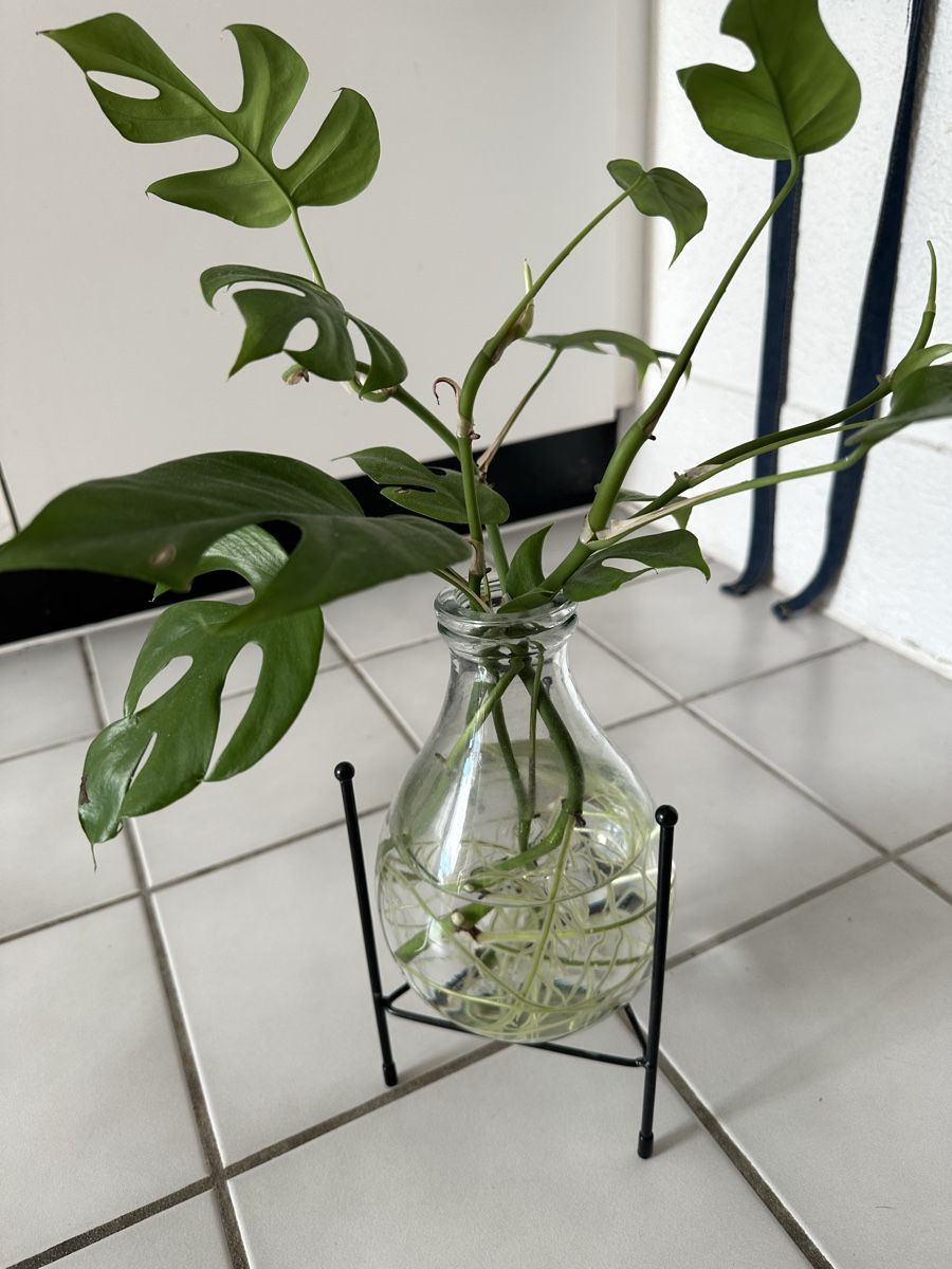 Pflanzen & Samen: Monstera im Glas  – Gebraucht aus Bern von Ruhrallee 1