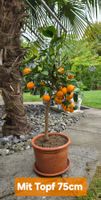 Hübsches Calamondin Bäumchen in Terracotta Topf
