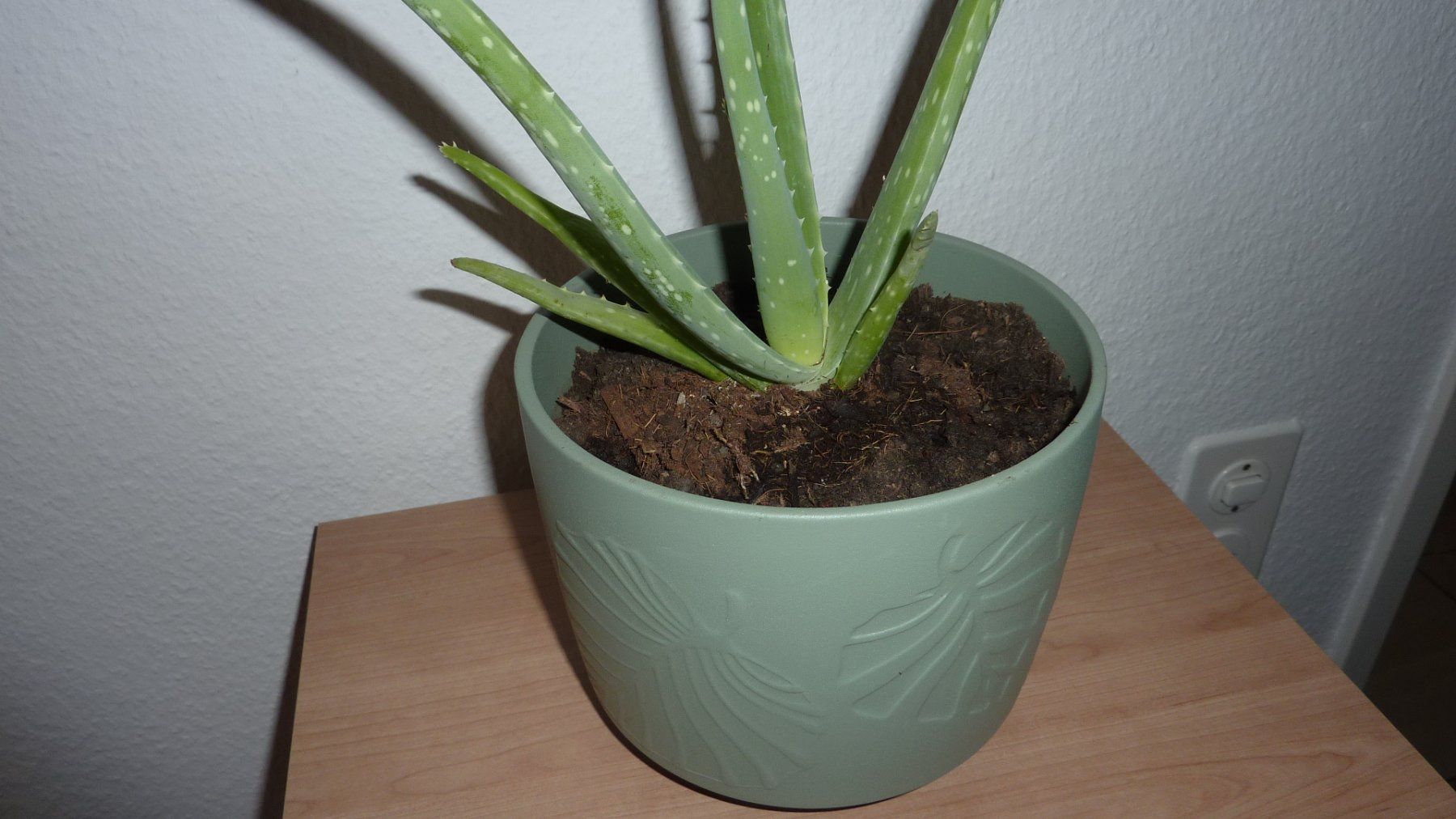 Plantes & graines: aloe vera   pflanze – Neuf (Voir description) à Füllinsdorf par pmarkus 2