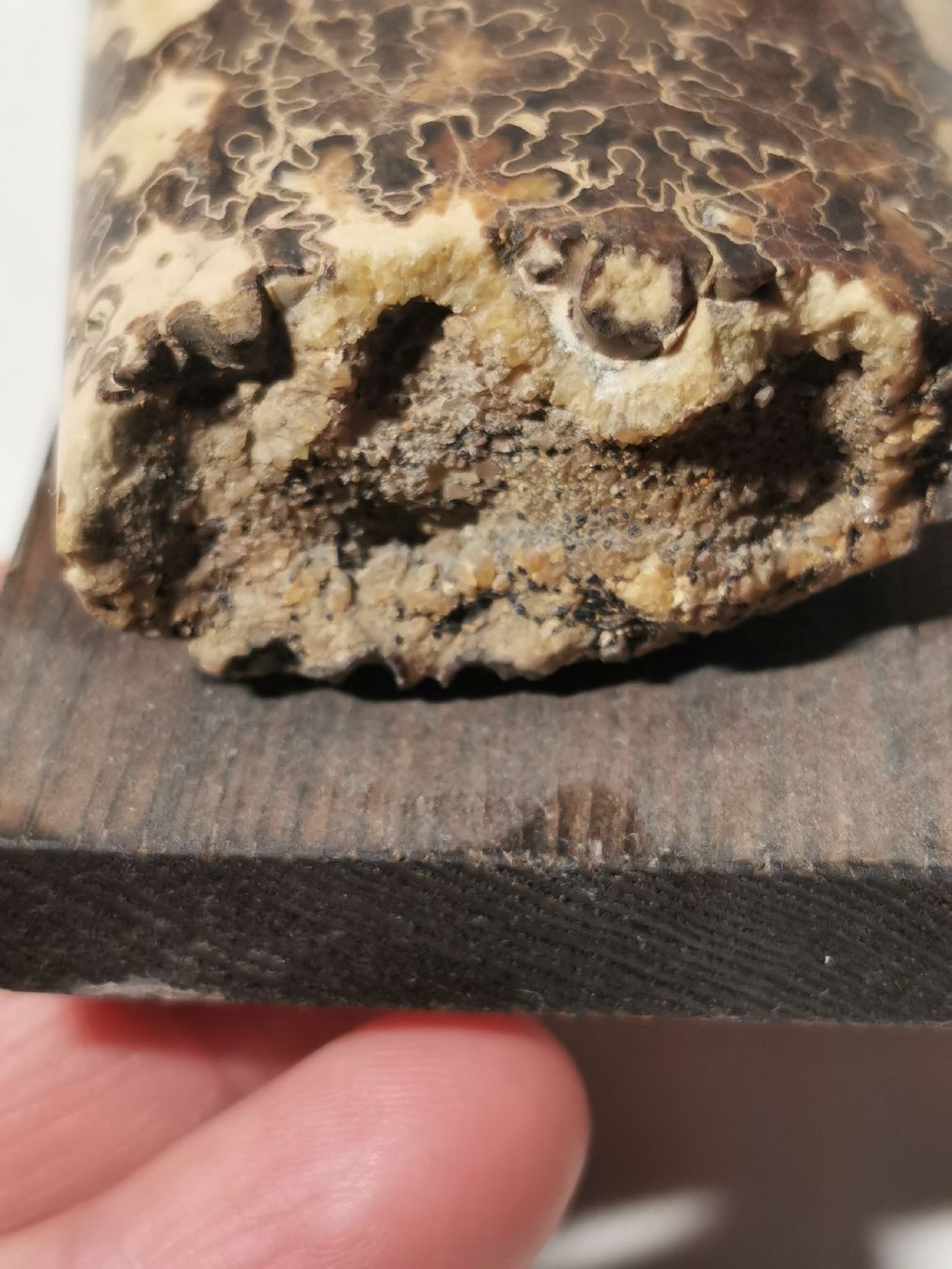 Fossili: Baculites fossil – Usato da Basel venduto da Treasurehunter 6