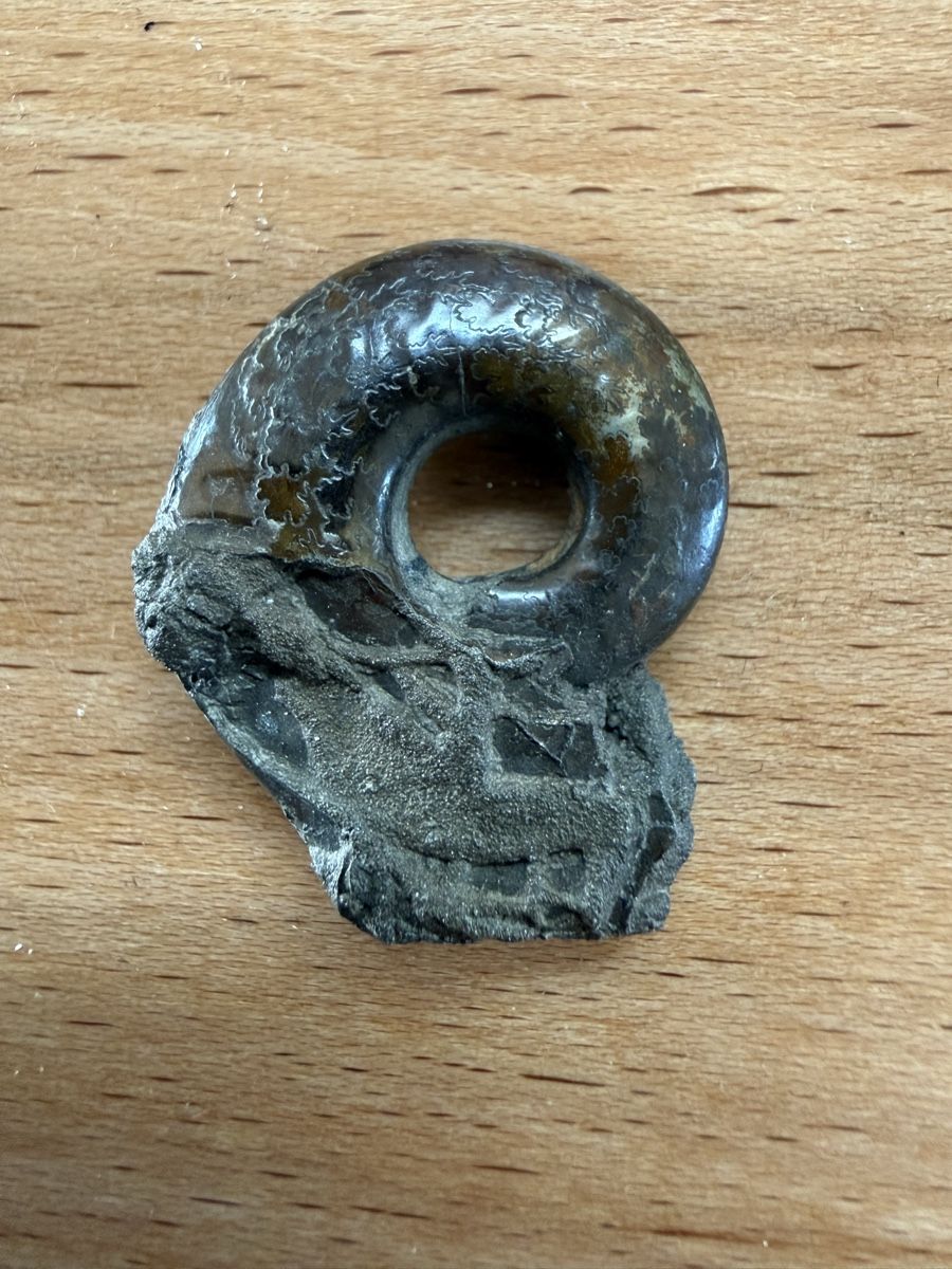 Fossili: Pyritisieter Ammonit – Usato da Grenchen venduto da Bastet007 1