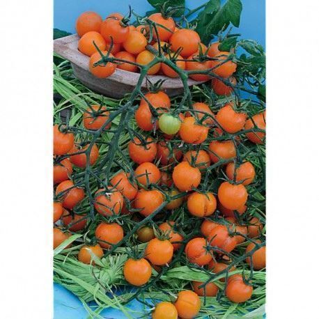 Piante & sementi: 20 Samen Tomate FIGIEL Orange – Nuovo (secondo la descrizione) da Ehrendingen venduto da VerveinaSamen
