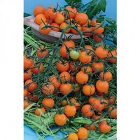 20 Samen Tomate FIGIEL Orange