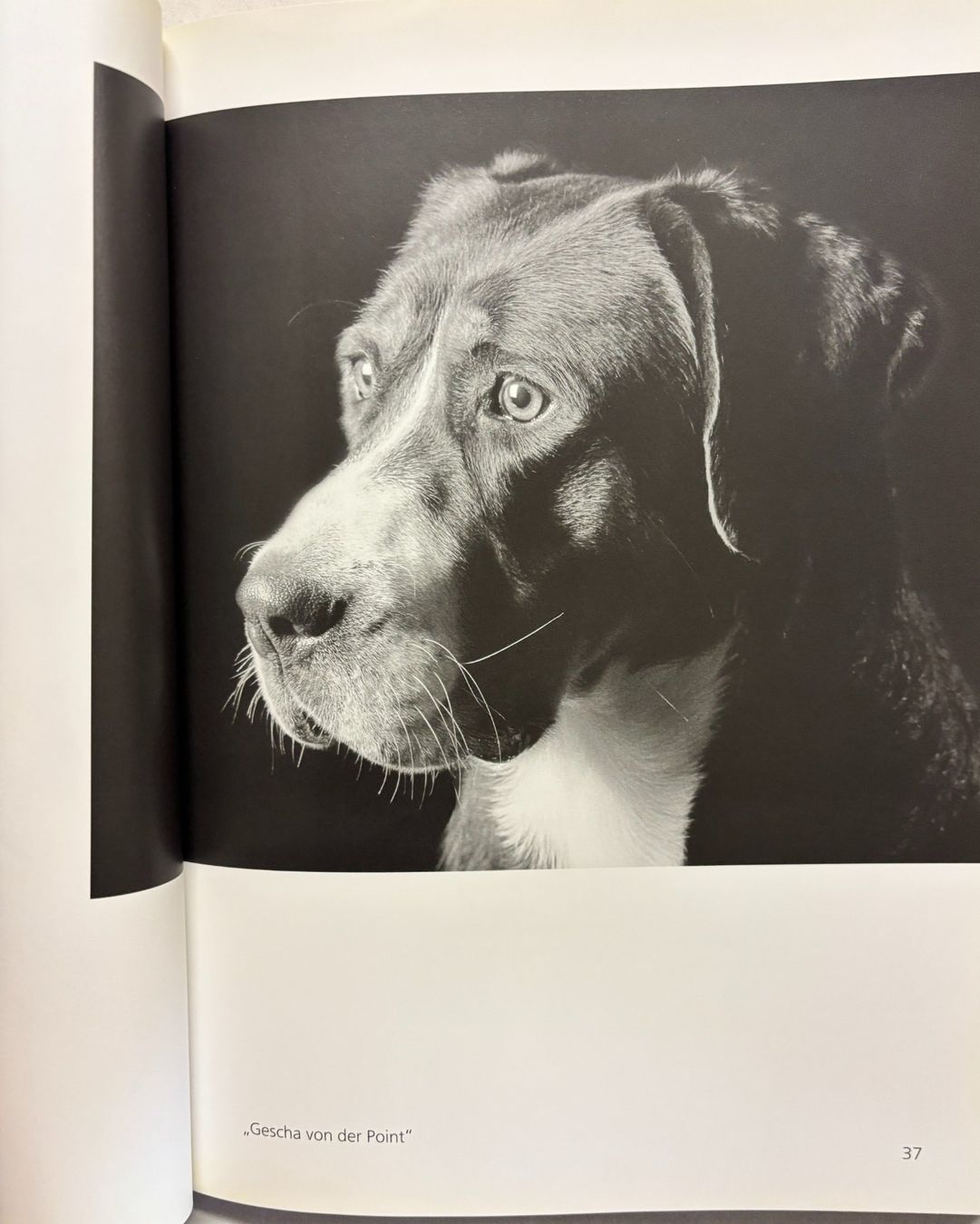 Bücher: Hundeblicke – Gebraucht aus Sarnen von Livres 6