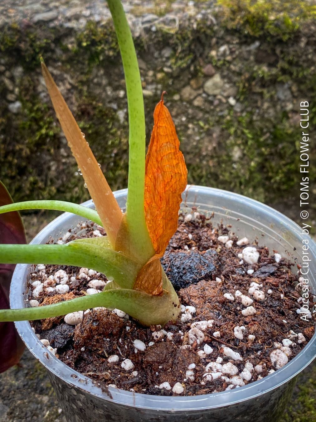 Piante & sementi: Alocasia Cuprea - rund 30x30cm - einzigartig schön, oder? – Nuovo e nell'imballaggio originale da Adliswil venduto da asTOMas963 7