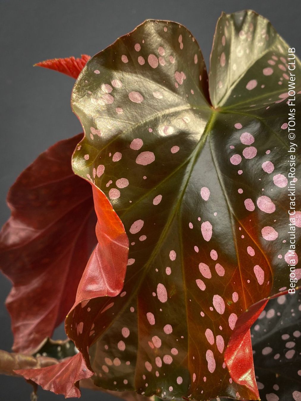 Pflanzen & Samen: Begonia Maculata Cracklin Rosie - einzigartige Farben – Neu und originalverpackt aus Adliswil von TAKEYOURPLANT 6