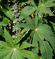 Ab 5.- fr 5 Stk Samen Rizinuspflanze (RICINUS COMMUNIS)