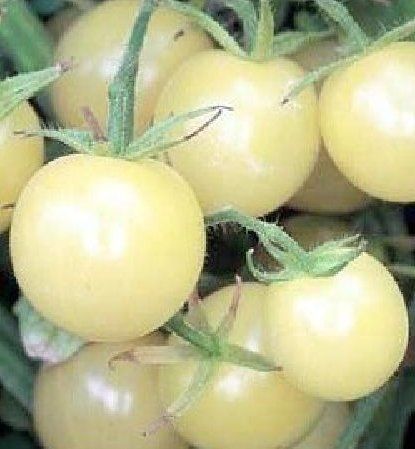 Plantes & graines: Bianca - Cherrytomate - 20 Samen – Neuf avec emballage d'origine à Sumiswald par Cham14559 1