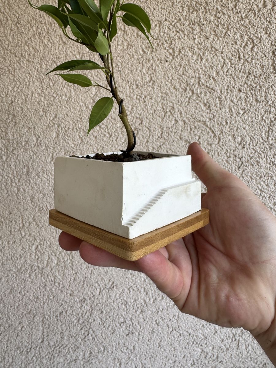 Piante & sementi: Stairpot Ficus Bonsai – Usato da Rümlang venduto da Gruseh.ch 3