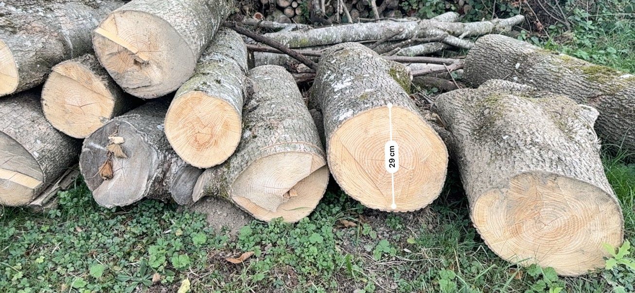 Articoli in legno: Holz Esche - Laubholz – Usato da Villmergen venduto da eschaton5 1