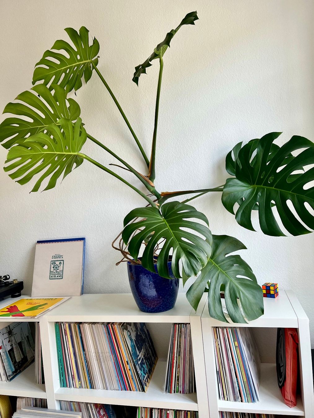 Piante & sementi: Monstera Deliciosa – Usato da Basel venduto da lil_x2rf