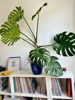 Monstera Deliciosa