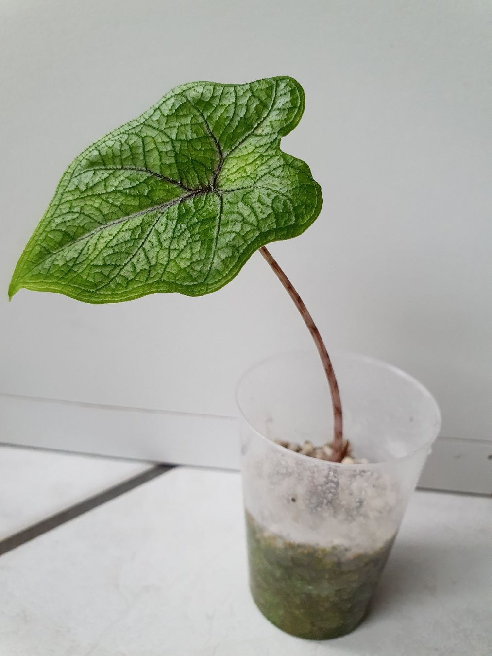 Plantes & graines: Alocasia Jacklyn – D'occasion à Erlinsbach SO par Lea030