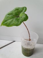 Alocasia Jacklyn
