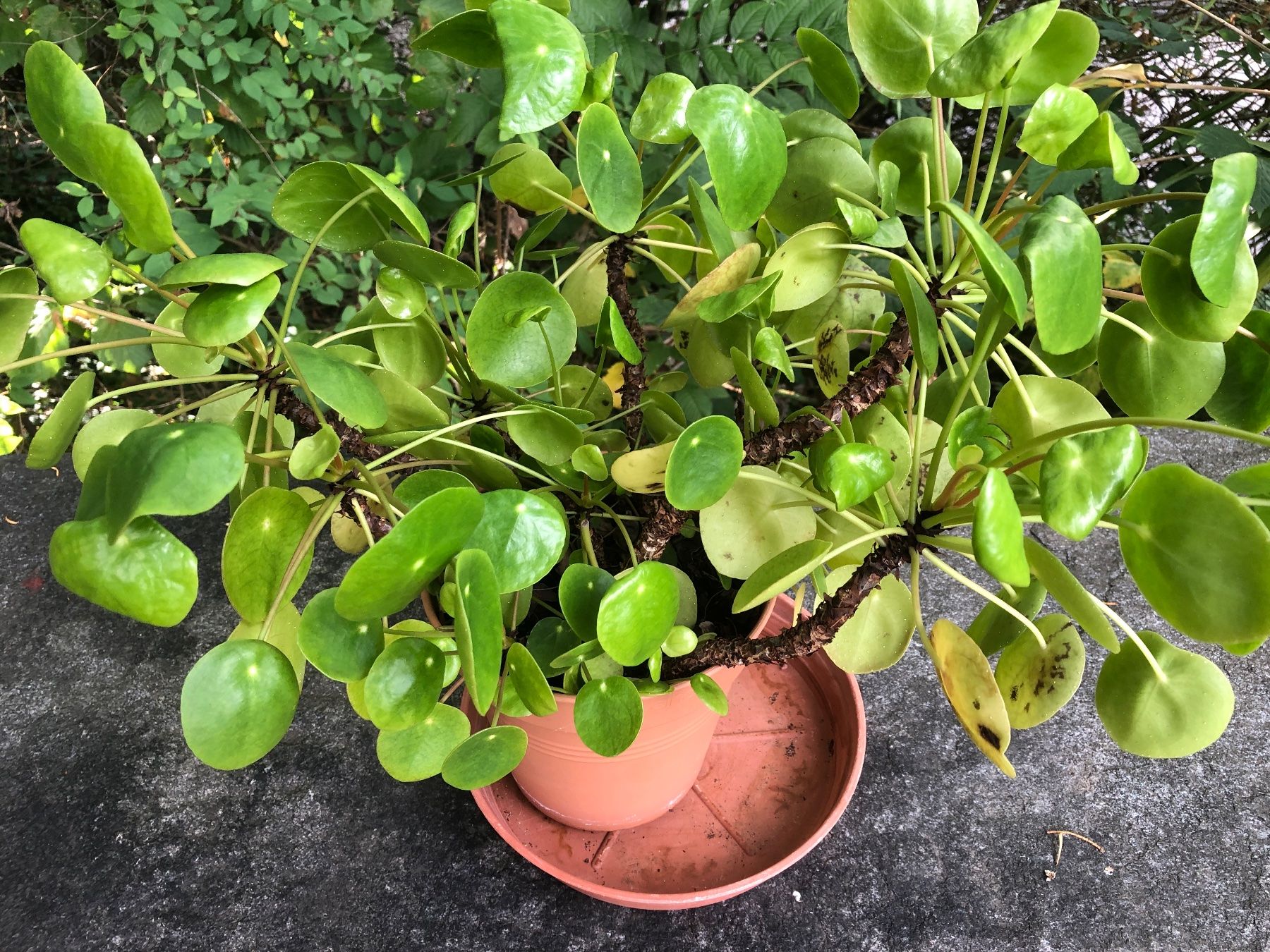 Pflanzen & Samen: Ufopflanze chinesischer Geldbaum Pilea – Gebraucht aus Zürich von peterle01 2
