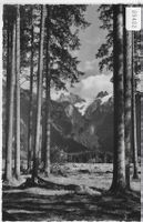 Waldpartie bei Engelberg