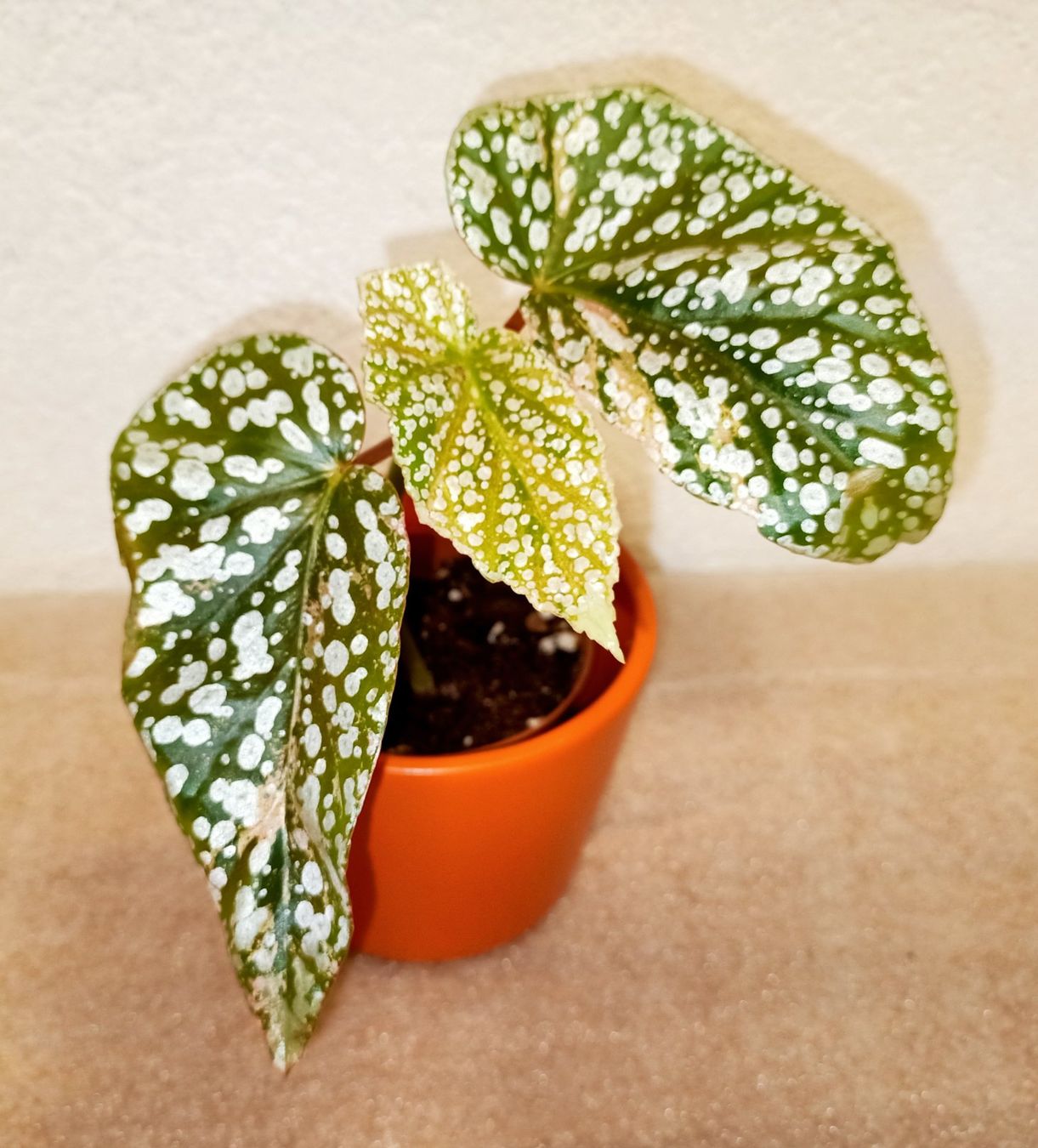 Piante & sementi: Begonie Snow Capped Variegata – Nuovo (secondo la descrizione) da schöftland venduto da UniquePlants